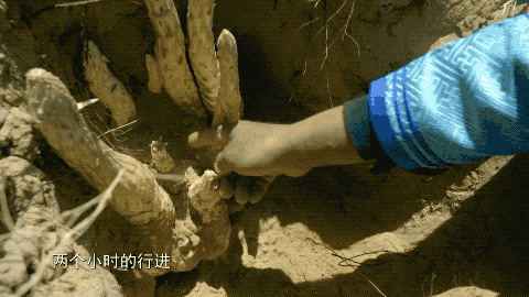 1599127772304019.gif 微信图片_20200903180339.gif