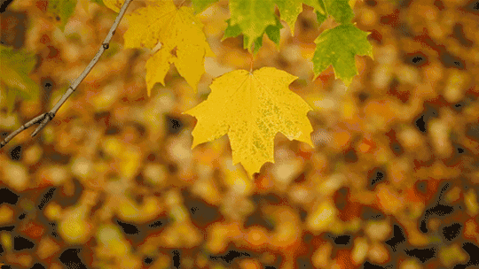1599534640239256.gif 微信图片_20200908110711.gif