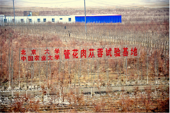 1626140321706710.png 肉苁蓉基地.png