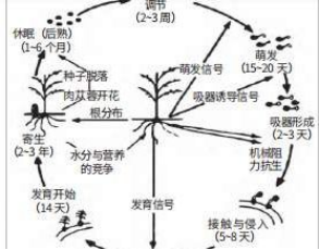 肉苁蓉的生长过程 肉苁蓉的生长过程