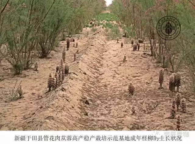 3 新疆于田县德赢vwin登录高产稳产栽培示范基地.jpg