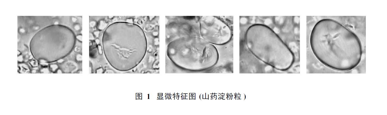肉苁蓉 www.www.y7k.org