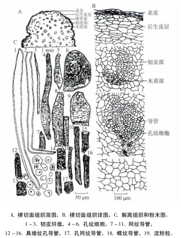 肉苁蓉 www.www.y7k.org