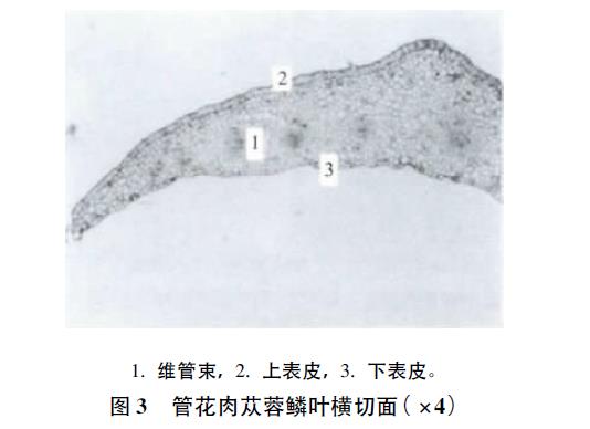 肉苁蓉 www.www.y7k.org