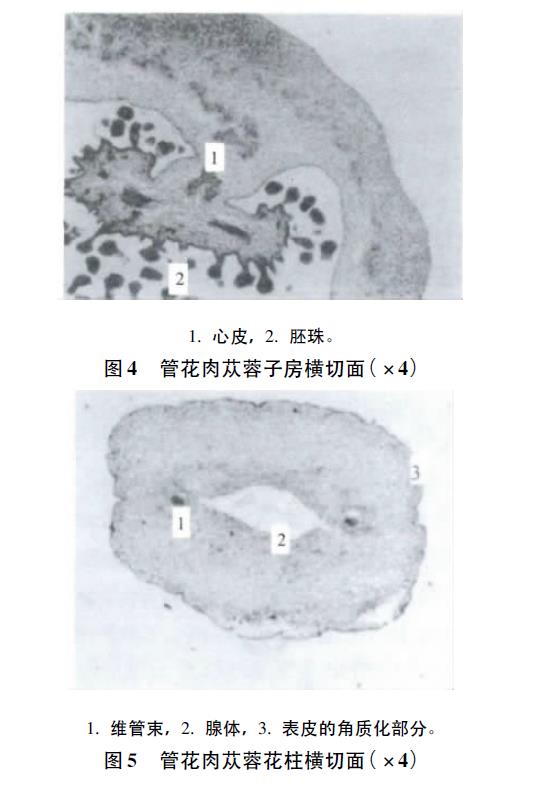 肉苁蓉 www.www.y7k.org