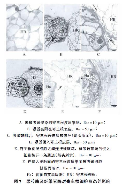 肉苁蓉 www.www.y7k.org