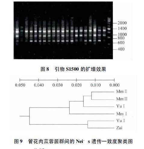 肉苁蓉 www.www.y7k.org