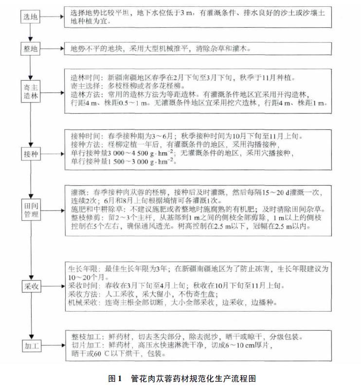 肉苁蓉 www.www.y7k.org