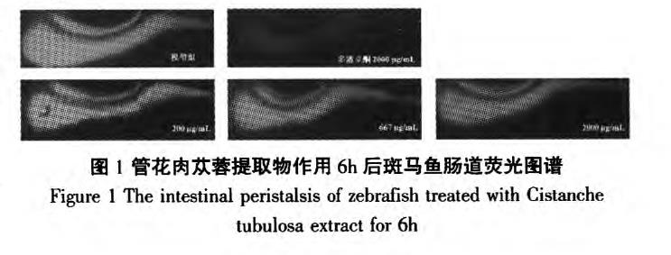 肉苁蓉 www.www.y7k.org