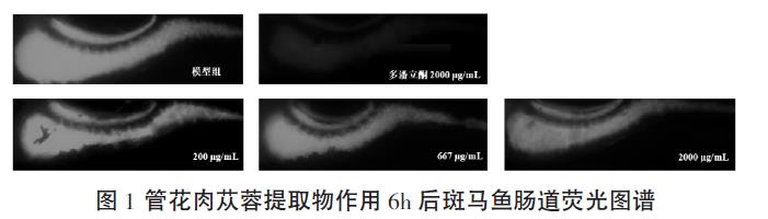 肉苁蓉 www.www.y7k.org