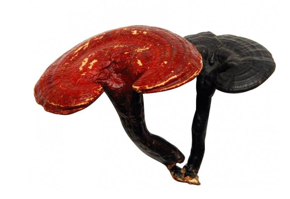 肉苁蓉 www.www.y7k.org