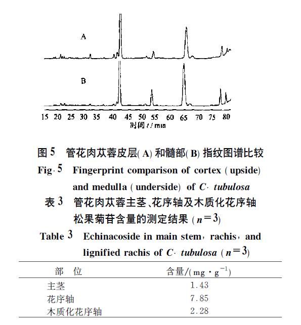 肉苁蓉 www.www.y7k.org