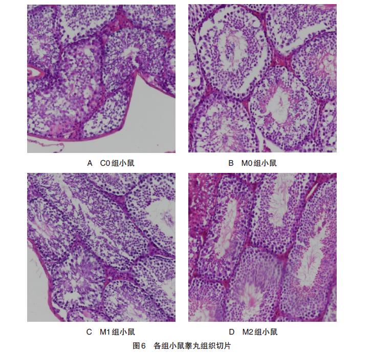 肉苁蓉 www.www.y7k.org