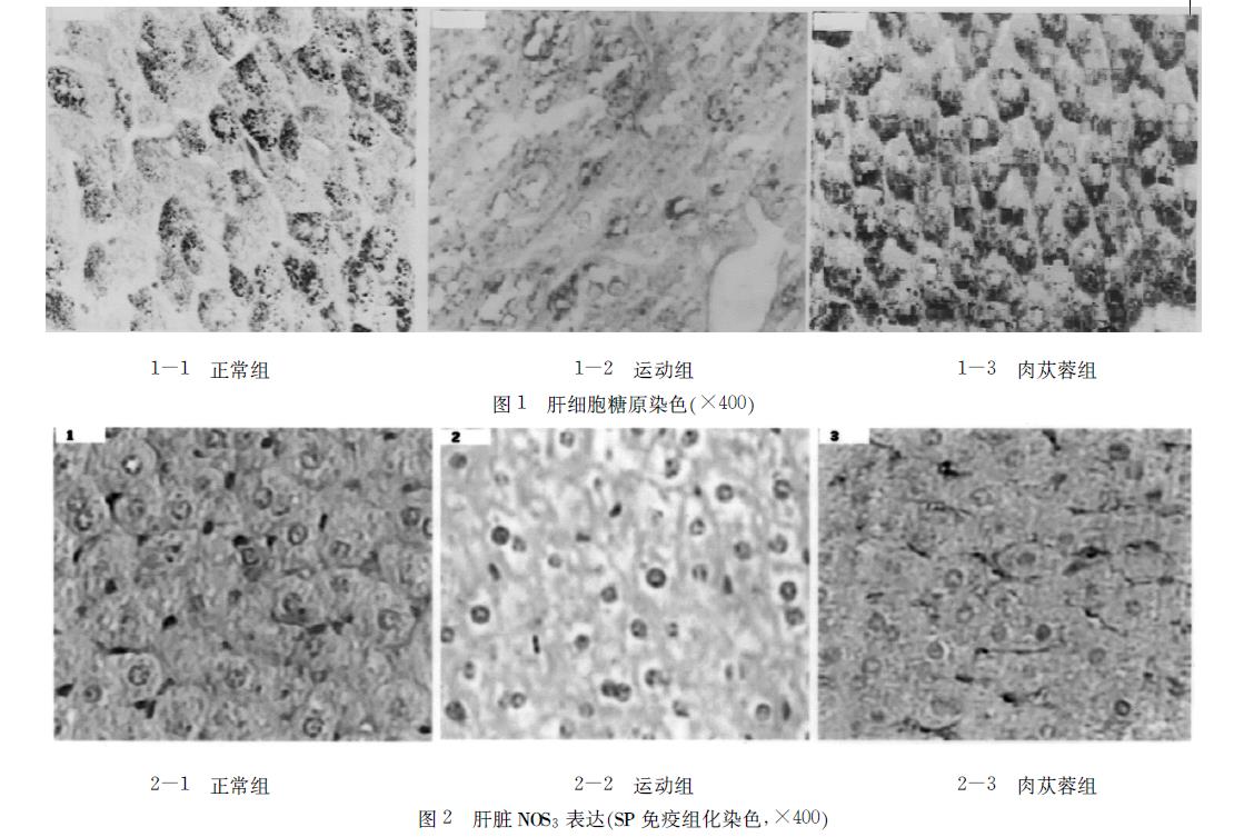 肉苁蓉 www.www.y7k.org