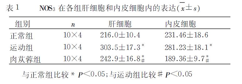 肉苁蓉 www.www.y7k.org