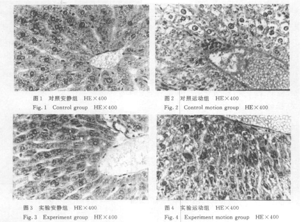肉苁蓉 www.www.y7k.org