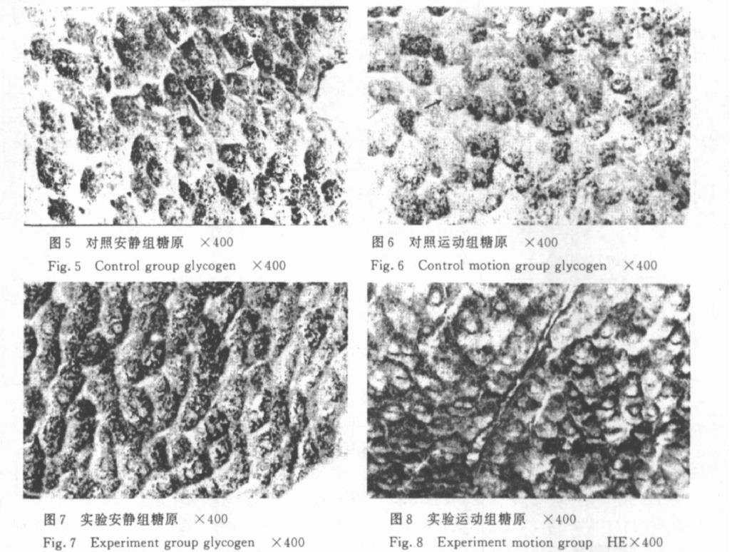 肉苁蓉 www.www.y7k.org