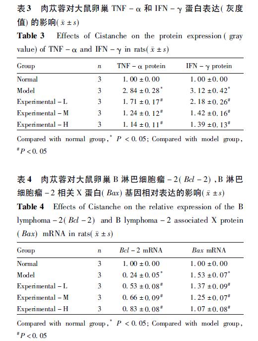 肉苁蓉 www.www.y7k.org