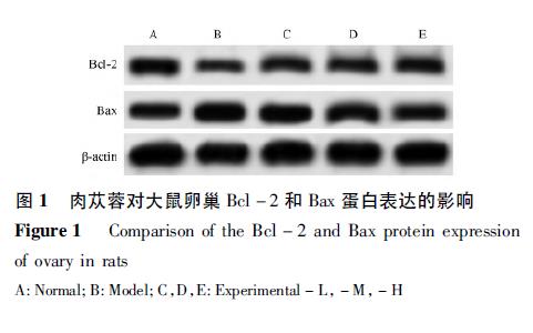 肉苁蓉 www.www.y7k.org
